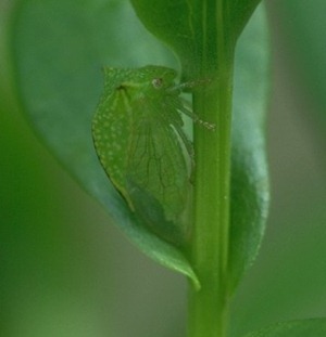 Ceresa bubalus Ceresa bubalus