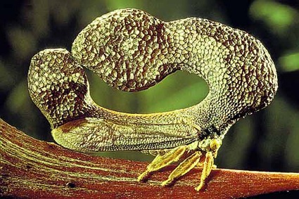 Cladonota Cladonota