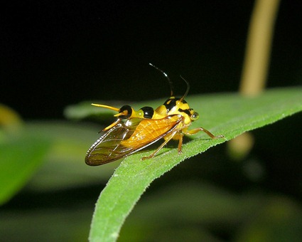 Heteronotus cf maculatus Heteronotus cf maculatus