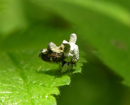 Notocera bituberculata (le Membracidae en forme de crotte d'oiseau) Notocera bituberculata (le Membracidae en forme de crotte d'oiseau)