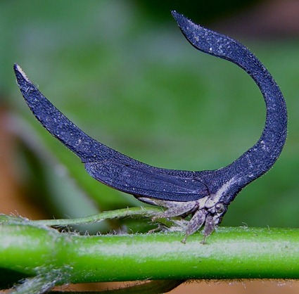 Sphongophorus (Cladonota) ballista Sphongophorus (Cladonota) ballista