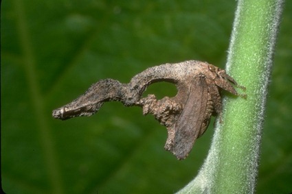 Sphongophorus latifrons Sphongophorus latifrons