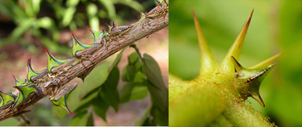 Umbonia crassicornis et Antianthe sp Umbonia crassicornis et Antianthe sp