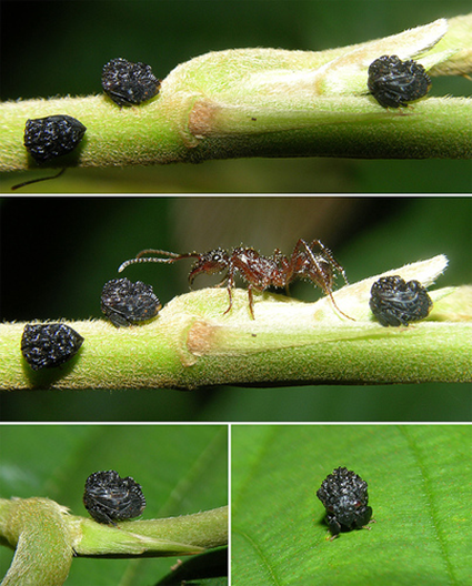 Bolbonota Bolbonota