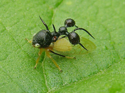 Cyphonia clavata Cyphonia clavata