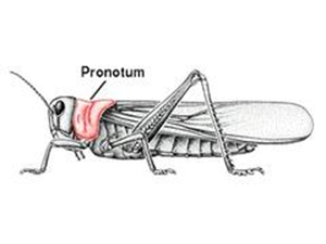 Le pronotum