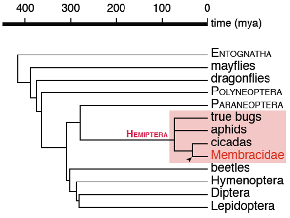 Position des membracides dans un arbre phylogénétique simplifié des insectes, Prud'homme et al., 2011