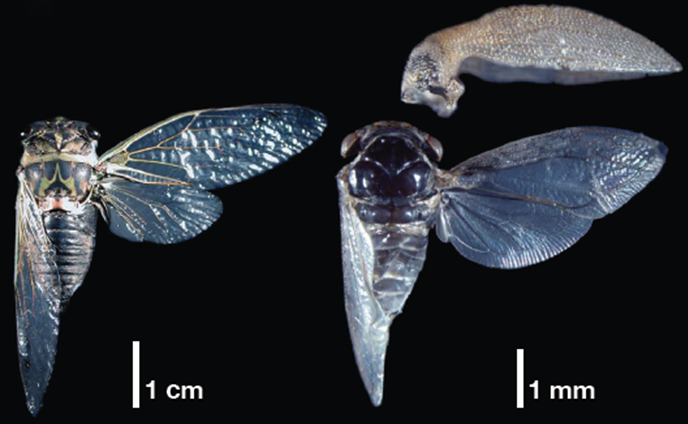 Comparaison d'une cigale (Tibicen sp.) et d'un membracide (Publilia modesta), Prud'homme et al., 2011