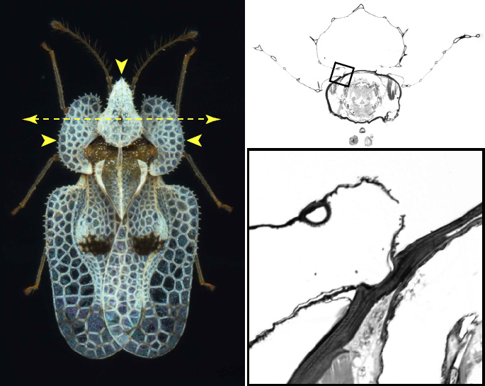Coupe histologique du pronotum de Coythucha ciliata, Prud'homme et al., 2011