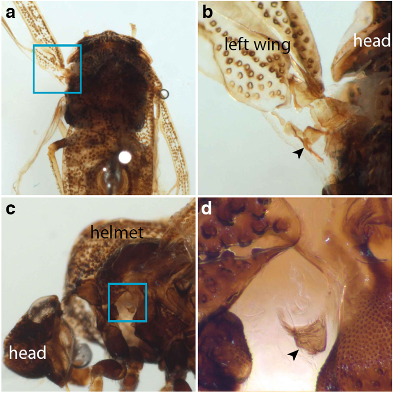 Presence de pteralia à la jonction du casque de Publilia modesta, Prud'homme et al., 2011