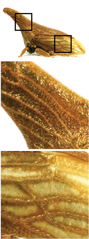 Réseau de veines sur le casque et l'aile de Campylenchia latipes, Prud'homme et al., 2011