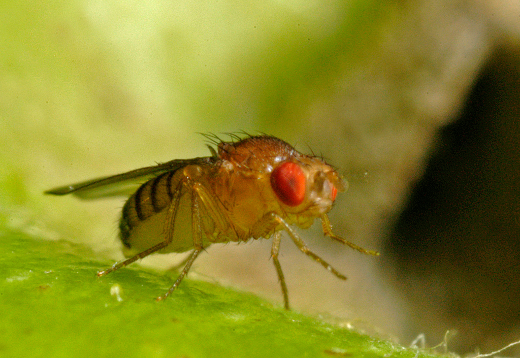 Drosophila melanogaster, la mouche la plus célèbre chez les scientifiques!