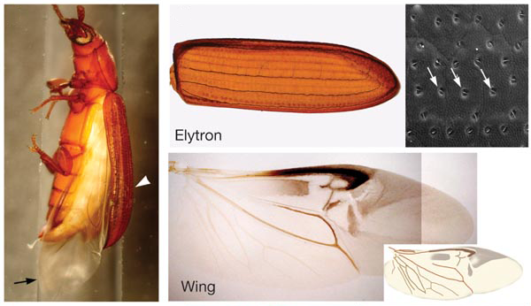 Elytres et ailes du coléoptère Tribolium castaneum, Tomoyasu et al., 2005