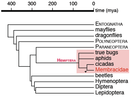 Position des membracides dans un arbre phylogénétique simplifié des insectes, Prud'homme et al., 2011 Position des membracides dans un arbre phylogénétique simplifié des insectes, Prud'homme et al., 2011