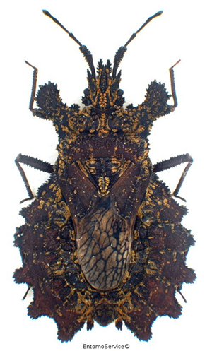 Dysodius magnus Dysodius magnus