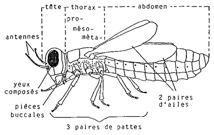 Le thorax se compose de 3 segments (prothorax, mésothorax, métathorax). 3 paires de pattes et 2 paires d'ailes y sont fixées. Le thorax se compose de 3 segments (prothorax, mésothorax, métathorax). 3 paires de pattes et 2 paires d'ailes y sont fixées.