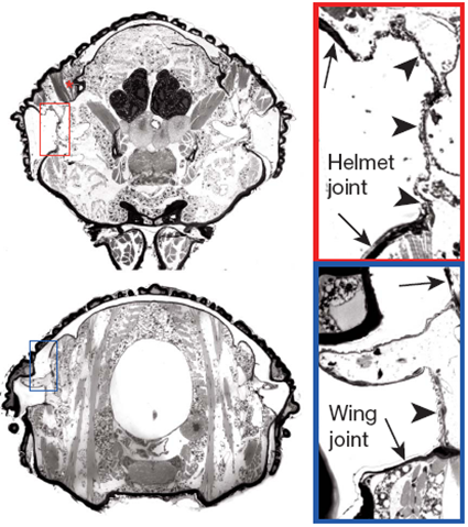 Coupes histologiques de Publilia modesta à travers le segment T1 et T2, Prud'homme et al., 2011