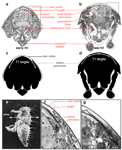 Origine bilatérale du casque des membracides, Prud'homme et al., 2011