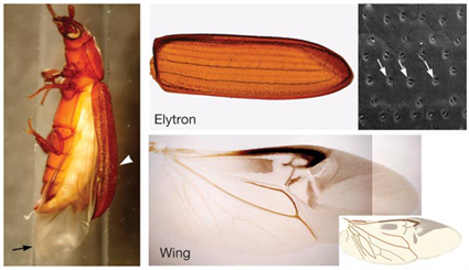 Elytres et ailes du coléoptère Tribolium castaneum, Tomoyasu et al., 2005 Elytres et ailes du coléoptère Tribolium castaneum, Tomoyasu et al., 2005