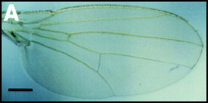 aile de drosophile