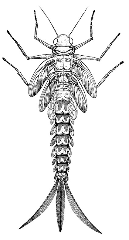 Nymphe typique d'éphéméroptères du paléozoïque