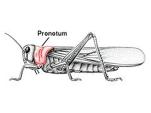 Le pronotum Le pronotum