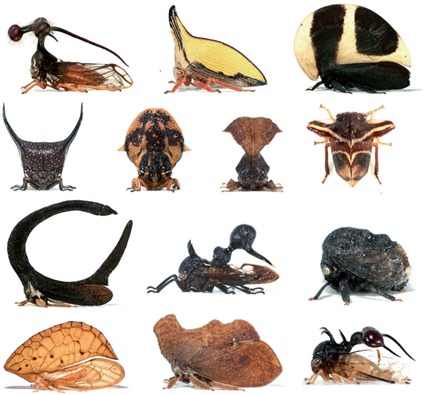 Diversité Morphologique des Membracides via leur chapeau, Prud'homme et al, 2011 Diversité Morphologique des Membracides via leur chapeau, Prud'homme et al, 2011