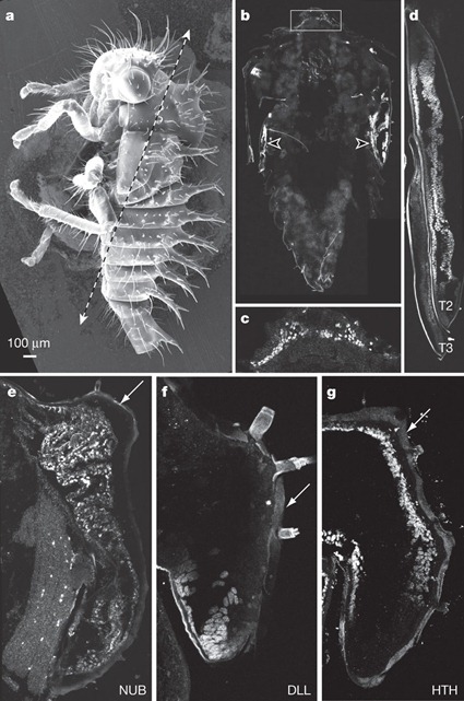 Les gènes d'ailes sont exprimés dans le casque, Prud'homme et al., 2011