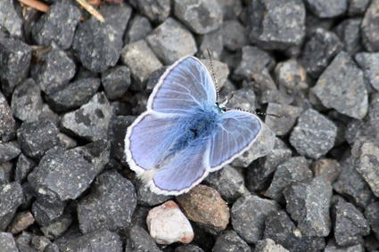 Argus bleu, Polyommatus icarus