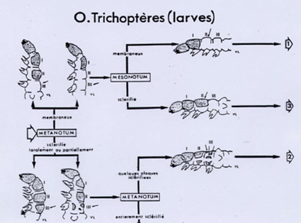 Clé de détermination des larves de Trichoptères (détail)