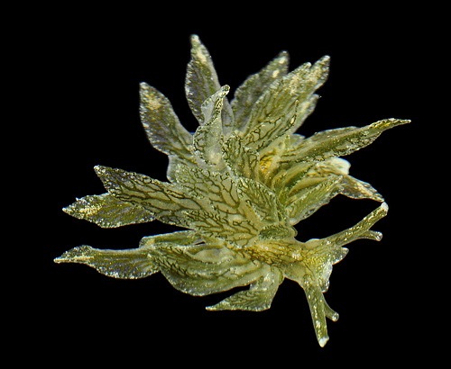 Calliphylla cf mediterranea, Arthur Anker