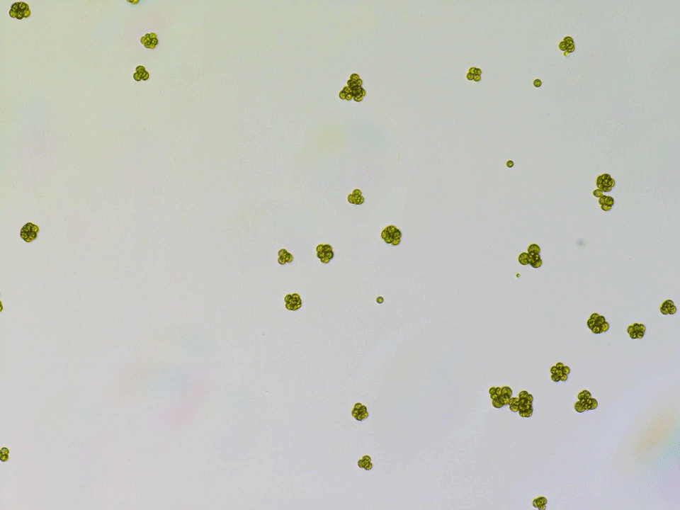 À travers cette incroyable étude d’évolution expérimentale, des chercheurs ont poussé des algues unicellulaires à devenir multicellulaires sous la pression de sélection de la prédation d'une paramécie!