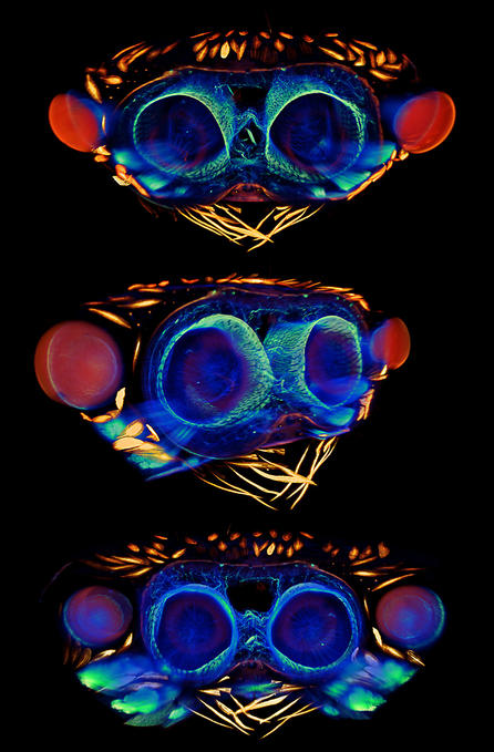 Igor Siwanowicz, Section frontale des yeux antero-médiaux d'une araignée sauteuse