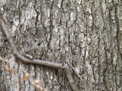 Hyla versicolor