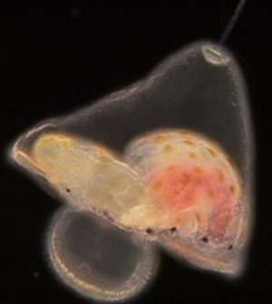 Micrura alaskensis juvénile à l'intérieur des tissus larvaires