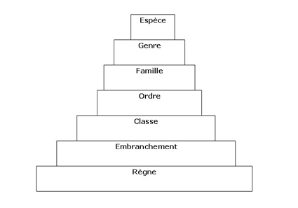 La classification hiérarchique du vivant
