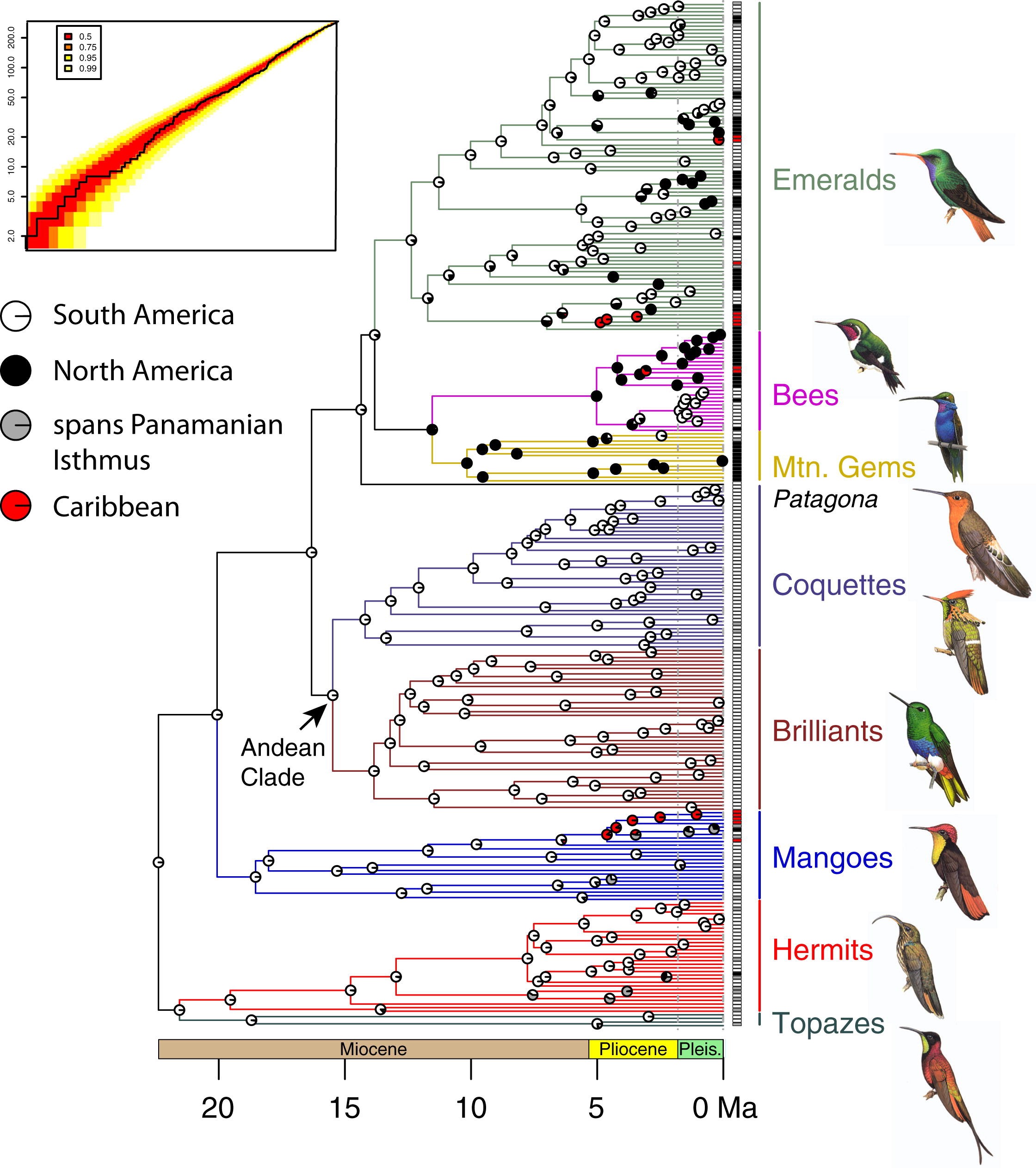 Arbre phylogénétique avec calibration temporelle de 284 espèces de colibris, McGuire et al., 2014