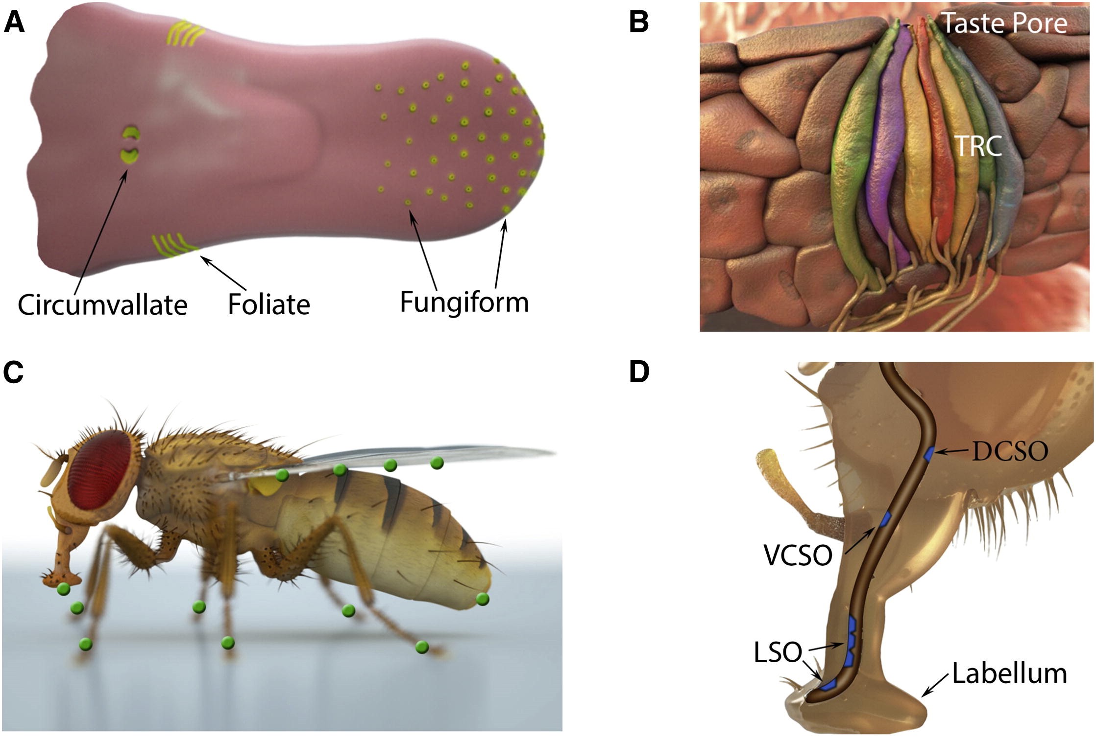 Les organes du goût chez les mammifères et la mouche drosophile, Liman et al., 2014