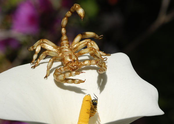 Un faux scorpion chasse une fausse abeille, Graham Owen