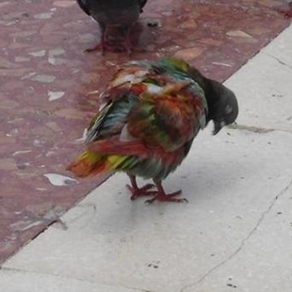 Pigeon, Barcelone, 2007