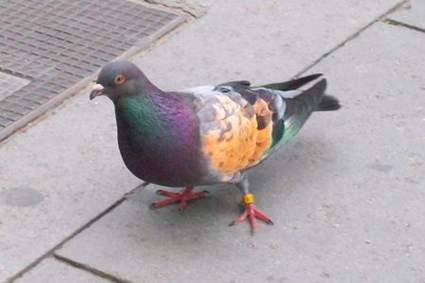 Pigeon, Barcelone, 2009