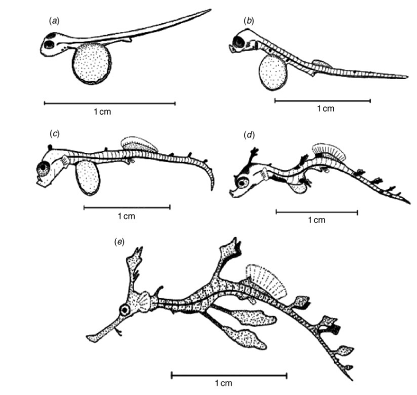 Etapes de développement de Phyllopteryx taeniolatus, Forsgren K, Lowe C, 2006
