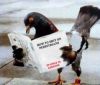 Pigeonus chimoidsus