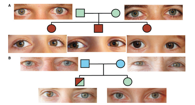 Distribution de la couleur des yeux ne suivant pas les lois de Mendel, Sturm et al., 2009