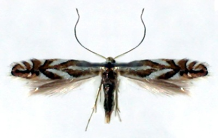 Phyllonorycter blancardella