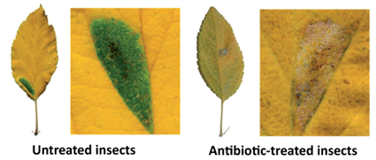 Effet de l'application d'un antibiotique sur l'apparition d'îlots verts sur des feuilles jaunissantes