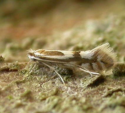 Phyllonorycter blancardella, Photo © Adriaan Peeters