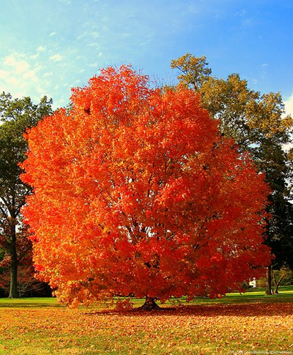 Arbre en automne