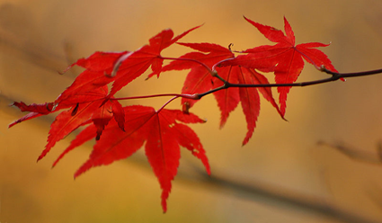 Feuilles d'érable palmé en automne
