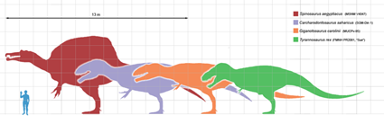 Comparaison de taille entre Spinosaurus aegyptiacus, Chacharodontosaurus saharicus, Giganotosaurus carolinii, Tyrannosaurus rex ... et Homo sapiens